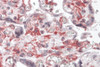 Immunohistochemistry of RUSC2 in human placenta tissue with RUSC2 antibody at 5 &#956;g/mL.