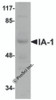 Western blot analysis of IA-1 in rat thymus tissue lysate with IA-1 antibody at 1 &#956;g/mL.