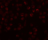 Immunofluorescence of Mimitin in Raji cells with Mimitin antibody at 20 ug/mL.