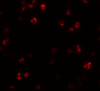 Immunofluorescence of FRMPD1 in K562 cells with FRMPD1 antibody at 20 ug/mL.