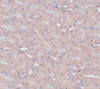 Immunohistochemistry of FRMPD2 in mouse kidney tissue with FRMPD2 antibody at 5 ug/mL.