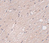 Immunohistochemistry of FRMPD4 in human brain tissue with FRMPD4 antibody at 5 ug/mL.