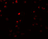 Immunofluorescence of OCIAD2 in A549 cells with OCIAD2 antibody at 5 ug/mL.