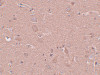 Immunohistochemistry of SRPX1 in human brain tissue with SRPX1 antibody at 5 ug/mL.