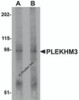 Western blot analysis of PLEKHM3 in mouse skeletal muscle tissue lysate with PLEKHM3 antibody at (A) 1 and (B) 2 &#956;g/mL.