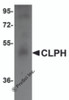 Western blot analysis of CLPH in human testis tissue lysate with CLPH antibody at 1 &#956;g/mL.