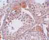 Immunohistochemistry of CLPH in human testis tissue with CLPH antibody at 5 ug/mL.