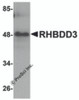 Western blot analysis of RHBDD3 in rat lung tissue lysate with RHBDD3 antibody at 1 &#956;g/mL.