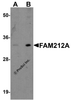 Western blot analysis of FAM212A in EL4 cell lysate with FAM212A antibody at (A) 1 and (B) 2 &#956;g/ml.