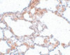 Immunohistochemistry of MRE11 in rat lung tissue with MRE11 antibody at 5 ug/mL.