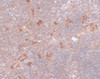Immunohistochemistry of NAT11 in mouse thymus tissue with NAT11 antibody at 5 ug/mL.