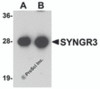 Western blot analysis of SYNGR3 in mouse brain tissue lysate with SYNGR3 antibody at (A) 1 and (B) 2 &#956;g/mL .
