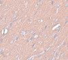 Immunohistochemistry of SYNGR3 in rat brain tissue with SYNGR3 antibody at 2.5 ug/mL.