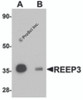 Western blot analysis of REEP3 in rat heart tissue lysate with REEP3 antibody at 1 &#956;g/mL in (A) the absence and (B) the presence of blocking peptide.