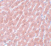 Immunohistochemistry of POU5F1 in rat liver tissue with POU5F1 antibody at 5 ugg/mL.