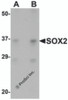 Western blot analysis of SOX2 in 3T3 cell lysate with SOX2 antibody at (A) 1 and (B) 2 &#956;g/mL.