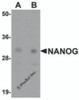 Western blot analysis of NANOG in human spleen tissue lysate with NANOG antibody at (A) 1 and (B) 2 &#956;g/mL.
