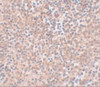 Immunohistochemistry of NANOG in human spleen tissue with NANOG antibody at 5 ug/mL.