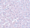 Immunohistochemistry of CALHM1 in rat liver tissue with CALHM1 antibody at 5 ug/mL.