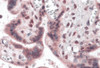 Immunohistochemistry of IRF2BP2 in human placenta with IRF2BP2 antibody at 5 &#956;g/mL.