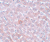 Immunohistochemistry of RSRC1 in rat liver tissue with RSRC1 antibody at 5 ug/mL.