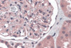 Immunohistochemistry of Nephrin in human kidney tissue with Nephrin antibody at 5 &#956;g/mL.