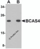 Western blot analysis of BCAS4 in 3T3 cell lysate with BCAS4 antibody at (A) 1 and (B) 2 &#956;g/mL.