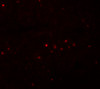 Immunofluorescence of EFHD1 in rat spleen tissue with EFHD1 antibody at 5 ug/mL.