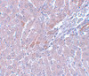 Immunohistochemistry of LYRM1 in rat liver tissue with LYRM1 antibody at 5 ug/mL.