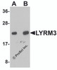 Western blot analysis of LYRM3 in human liver tissue lysate with LYRM3 antibody at (A) 1 and (B) 2 &#956;g/mL.