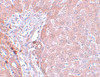 Immunohistochemistry of LYRM3 in rat liver tissue with LYRM3 antibody at 5 ug/mL.