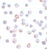 Immunocytochemistry of Maelstrom in HeLa cells with Maelstrom antibody at 5 ug/mL.