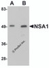 Western blot analysis of NSA1 in mouse liver tissue lysate with NSA1 antibody at (A) 1 and (B) 2 &#956;g/mL.