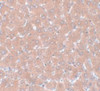 Immunohistochemistry of NSA1 in rat liver tissue with NSA1 antibody at 5 ug/mL.