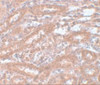 Immunohistochemistry of ENC-1 in rat kidney tissue with ENC-1 antibody at 5 ug/mL.