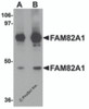 Western blot analysis of FAM82A1 in K562 cell lysate with FAM82A1 antibody at (A) 1 and (B) 2 &#956;g/mL.