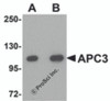 Western blot analysis of APC3 in mouse liver tissue lysate with APC3 antibody at (A) 1 and (B) 2 &#956;g/mL.