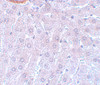 Immunohistochemistry of APC3 in rat liver tissue with APC3 antibody at 5 ug/mL.
