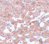 Immunohistochemistry of APC6 in human liver tissue with APC6 antibody at 5 ug/mL.