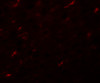 Immunofluorescence of APC7 in rat kidney tissue with APC7 antibody at 20 ug/mL.