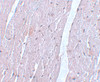 Immunohistochemistry of APC10 in mouse heart tissue with APC10 antibody at 5 ug/mL.