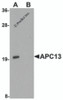 Western blot analysis of APC13 in Jurkat cell tissue lysate with APC13 antibody at 1 &#956;g/mL in (A) the absence and (B) the presence of blocking peptide.