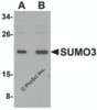 Western blot analysis of SUMO3 in mouse liver tissue lysate with SUMO3 antibody at (A) and (B) 2 &#956;g/mL.