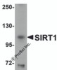 Western blot analysis of SIRT1 in mouse liver tissue lysate with SIRT1 antibody at 1 &#956;g/mL.