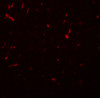 Immunofluorescence of SIRT1 in rat lung tissue with SIRT1 antibody at 20 ug/mL.