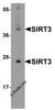 Western blot analysis of SIRT3 in mouse heart tissue lysate with SIRT3 antibody at (A) 1 and (B) 2 &#956;g/mL.