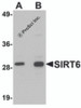 Western blot analysis of SIRT6 in HeLa cell lysate with SIRT6 antibody at (A) 0.5 and (B) 1 &#956;g/mL.