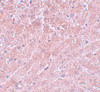 Immunohistochemistry of ATG101 in mouse liver with ATG101 antibody at 5 ug/mL.