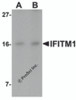 Western blot analysis of IFITM1 in Jurkat cell lysate with IFITM1 antibody at (A) 2.5 and (B) 5 &#956;g/mL.