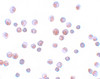 Immunocytochemistry of FOXO1 in HeLa cells with FOXO1 antibody at 4 ug/mL.